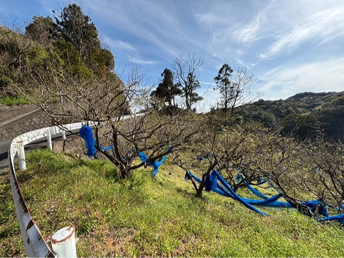 田辺市売り土地　中三栖
