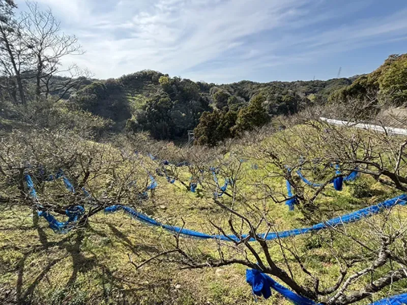 売農地：田辺市芳養町
