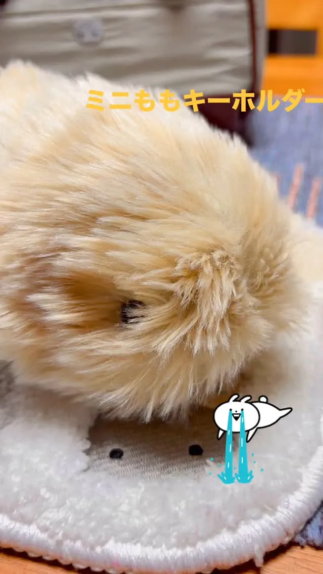 今日からももちゃん事務所に復帰